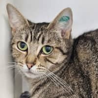 Photo of Angela Meowkel