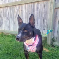 Photo of Jinx
