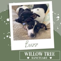 Photo of Buzz