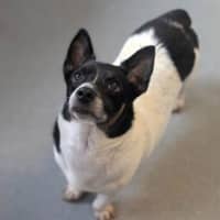 Photo of Marshall