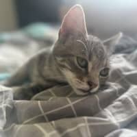 Photo of Astro The Grey Tabby