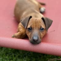 Photo of Lyra