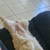 Photo of Peaches