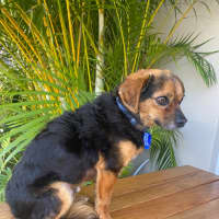 Photo of Barney   3 Year Old Chihuahua X Terrier