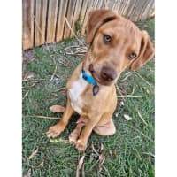 Photo of Gunner *$350 Adoption Fee*