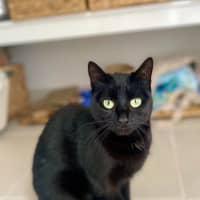 Photo of Lily