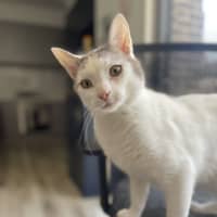 Photo of Missy & Pablo 🌷🐈