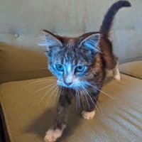 Photo of Teddy   In Foster Care In Thornbury