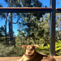 Photo of Maple