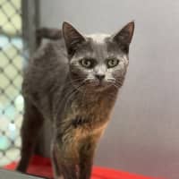 Photo of Bluebell