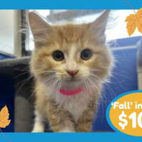 Photo of Ginger