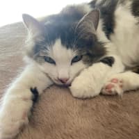 Photo of Whiskers *9 Lives Project Rescue*