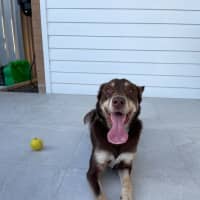 Photo of Boris   1.5 Year Old Kelpie (On Trial)