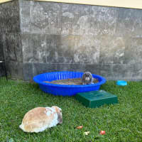 Photo of Dibbles & Dobbles