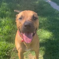 Photo of Freddie 🐾 2yo Staffy X