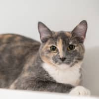 Photo of Layla