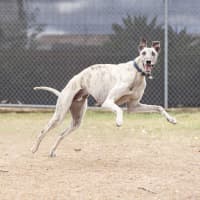 Photo of Ghost
