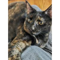 Photo of 11589   Maisie