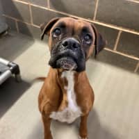 Photo of Rosie And Duke