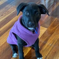 Photo of Luna   11 Week Old Wolfhound X Cattle Dog X Kelpie