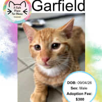 Photo of Garfield
