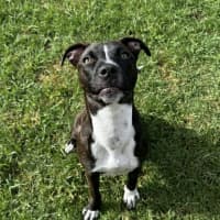 Photo of Primrose