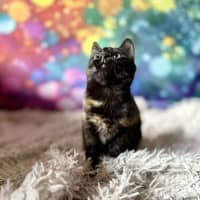 Photo of Vangel   Located In East Brunswick