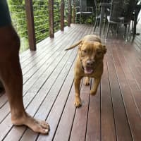 Photo of Nova