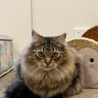 Photo of Cha Cha