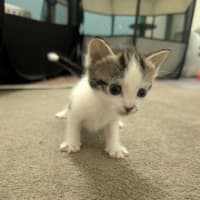 Photo of Lemon