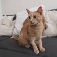 Photo of Latte