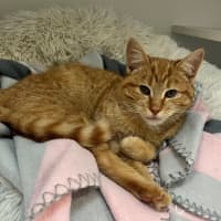 Photo of Pumpkin