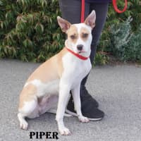 Photo of Piper