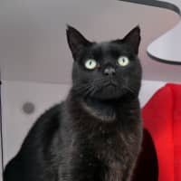 Photo of Humphrey Sta014284