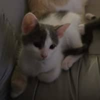 Photo of Cabbage   Meet Me At Vets On Parker