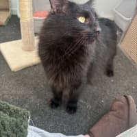 Photo of Flare*9 Lives Project Rescue*