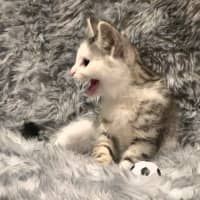 Photo of Moxie