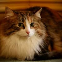 Photo of Mystic 