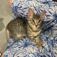 Photo of Snow Leopard 