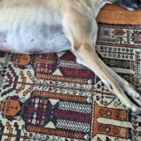 Photo of Bella, The Greyhound