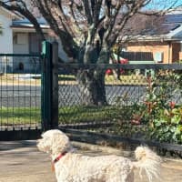 Photo of Honey
