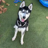 Photo of Axel