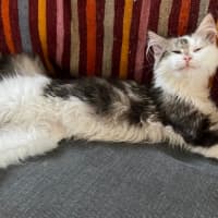 Photo of Twinnie Meet Me@Petstock Keysborough Storw