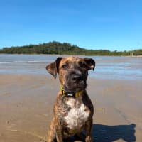 Photo of Wren