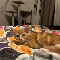 Photo of Wile E. Coyote