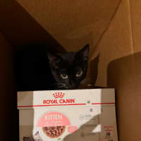 Photo of Lola ** 2nd Chance Cat Rescue**
