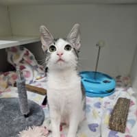 Photo of Marshmallow