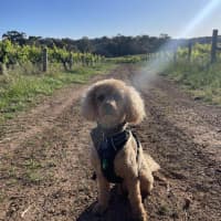 Photo of Rufus