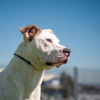Photo of Lola