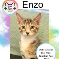 Photo of Enzo